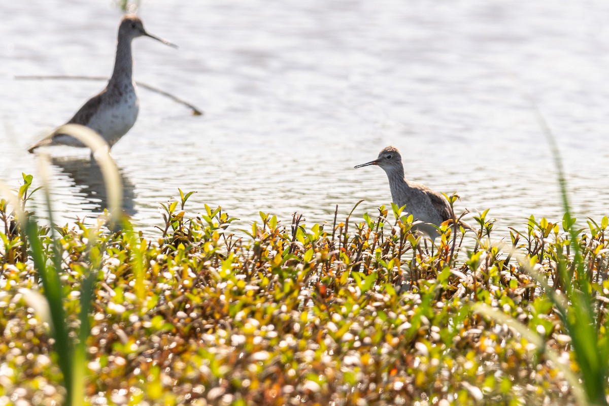 Lesser Yellowlegs - ML609153635