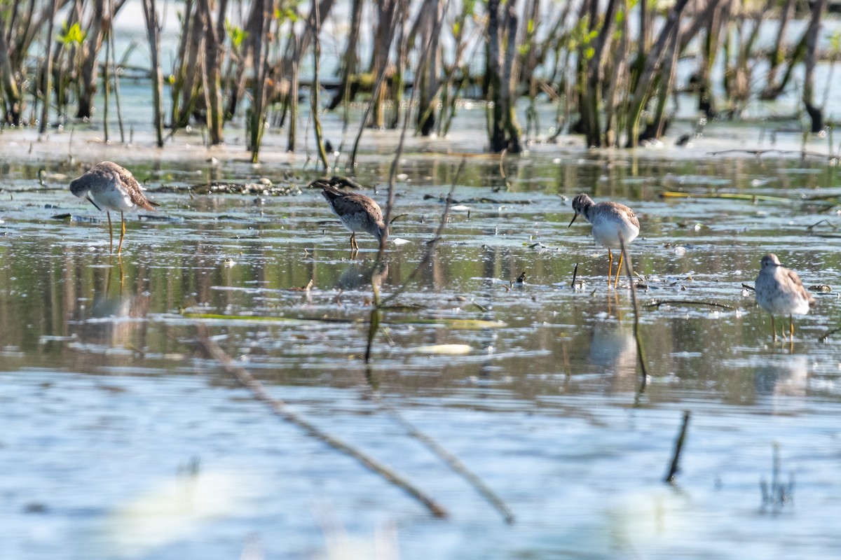 Lesser Yellowlegs - ML609153636