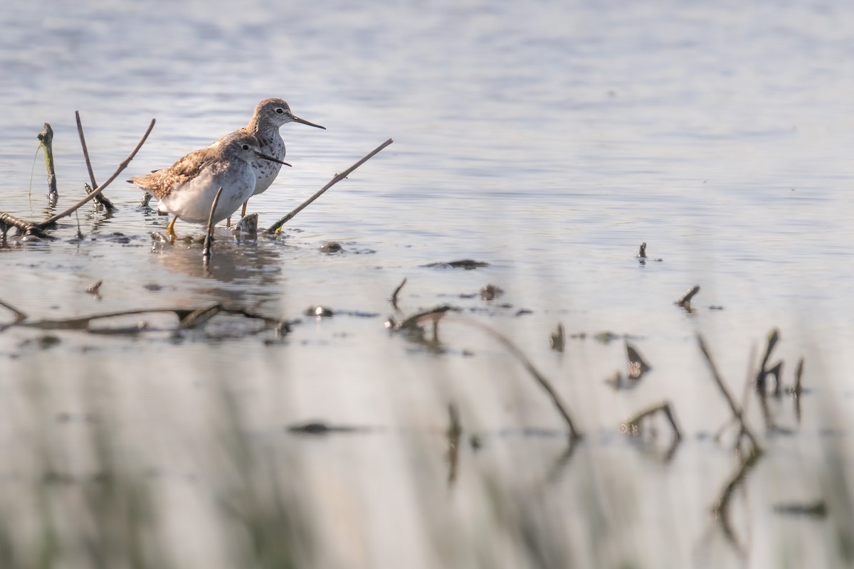 Lesser Yellowlegs - ML609153637