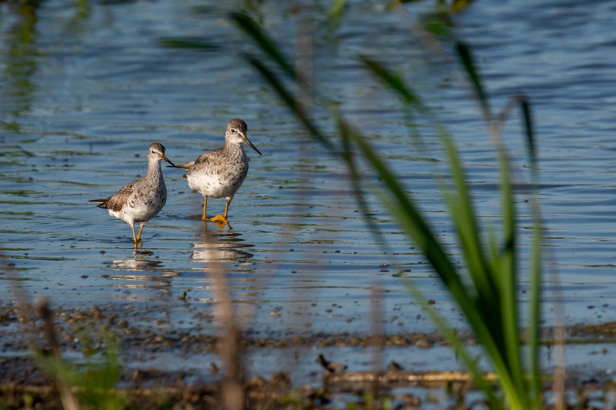 Lesser Yellowlegs - ML609153638