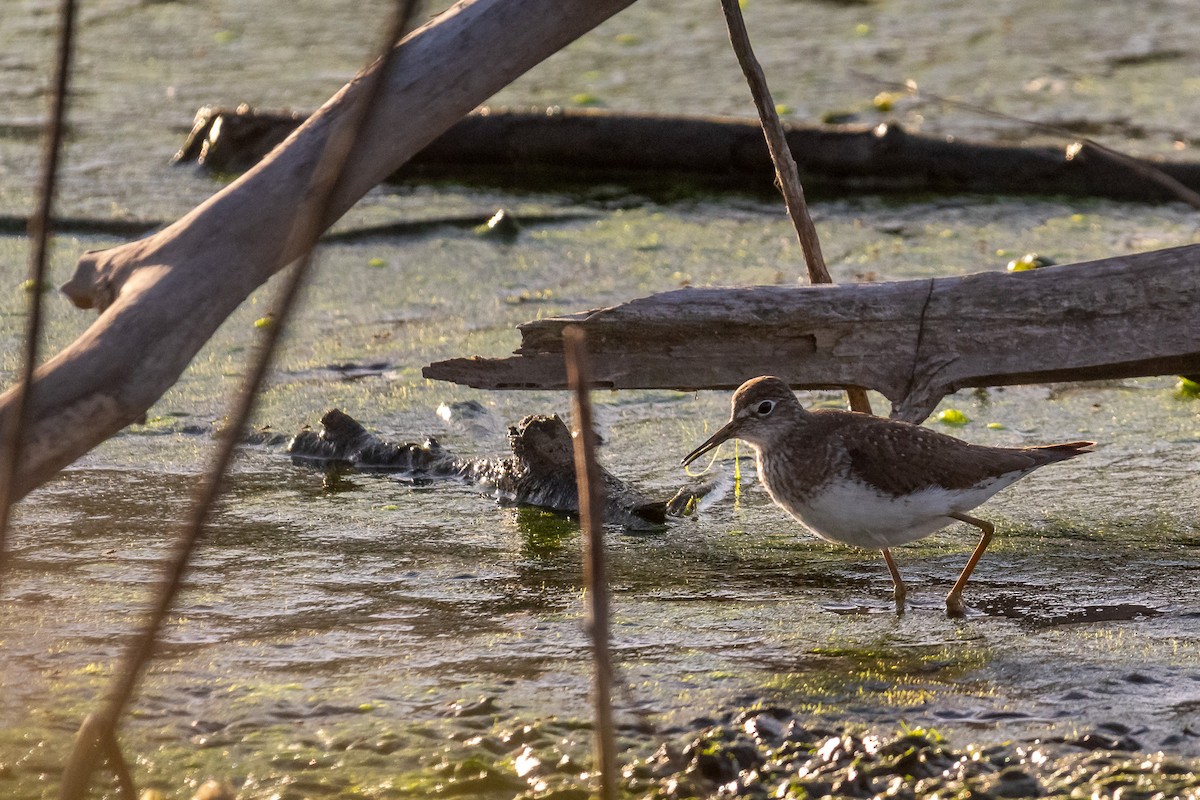 Lesser Yellowlegs - ML609153641