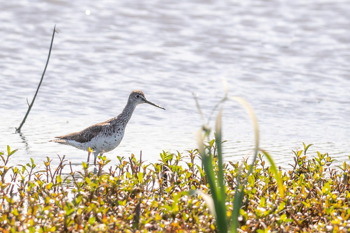 Greater Yellowlegs - ML609153644