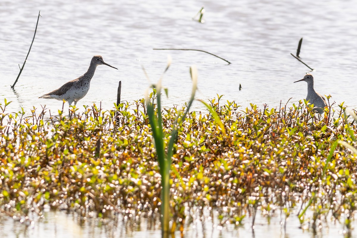 Greater Yellowlegs - ML609153645