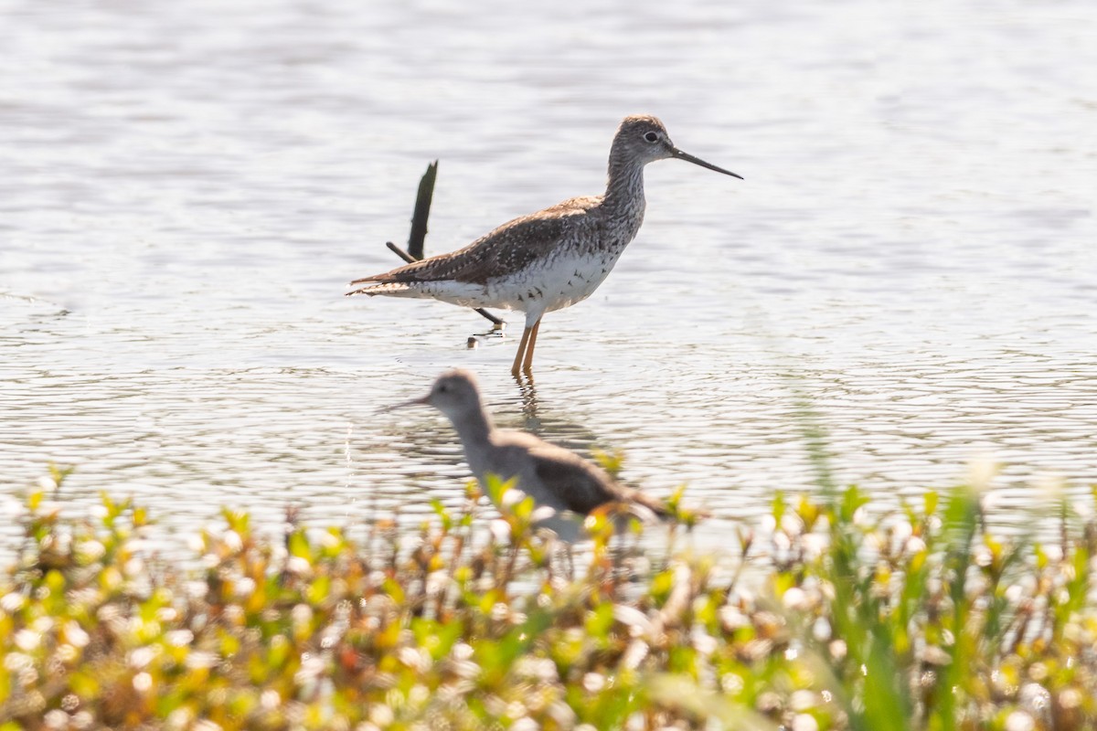 Greater Yellowlegs - ML609153646