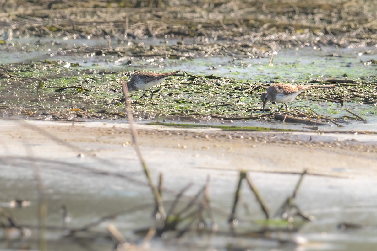 White-rumped Sandpiper - ML609153655