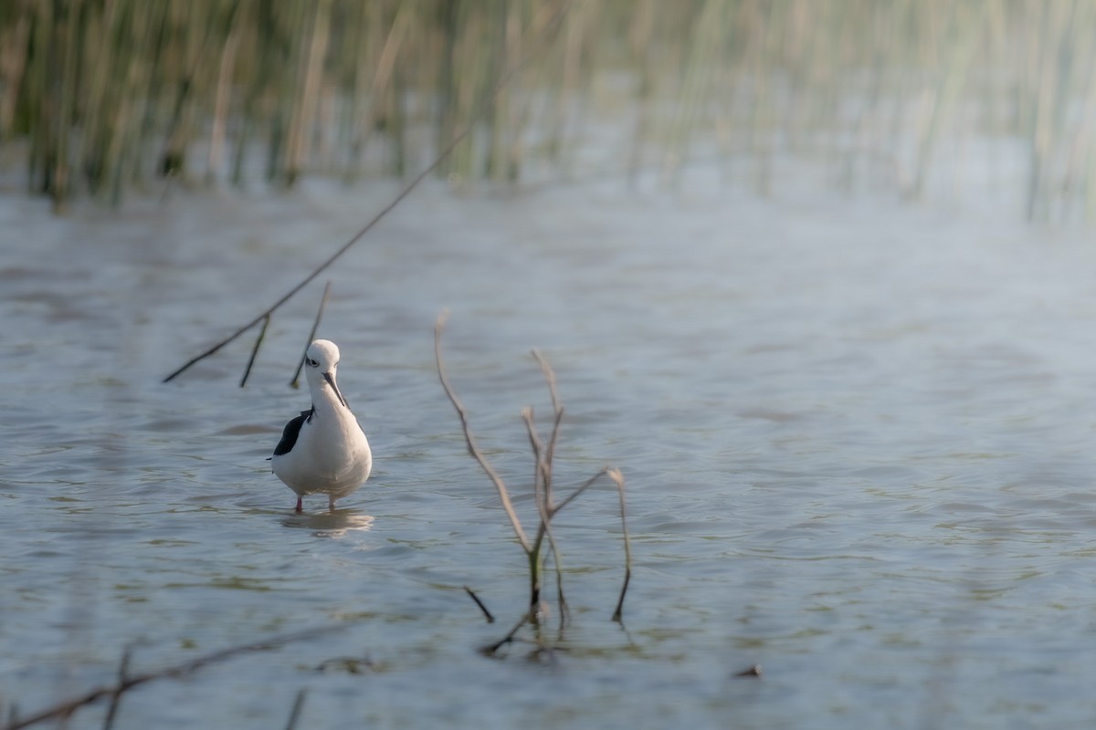 Black-necked Stilt - ML609153661