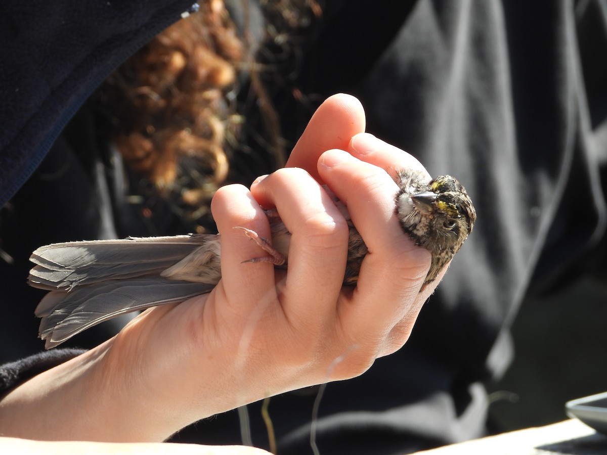 White-throated Sparrow - ML609153715