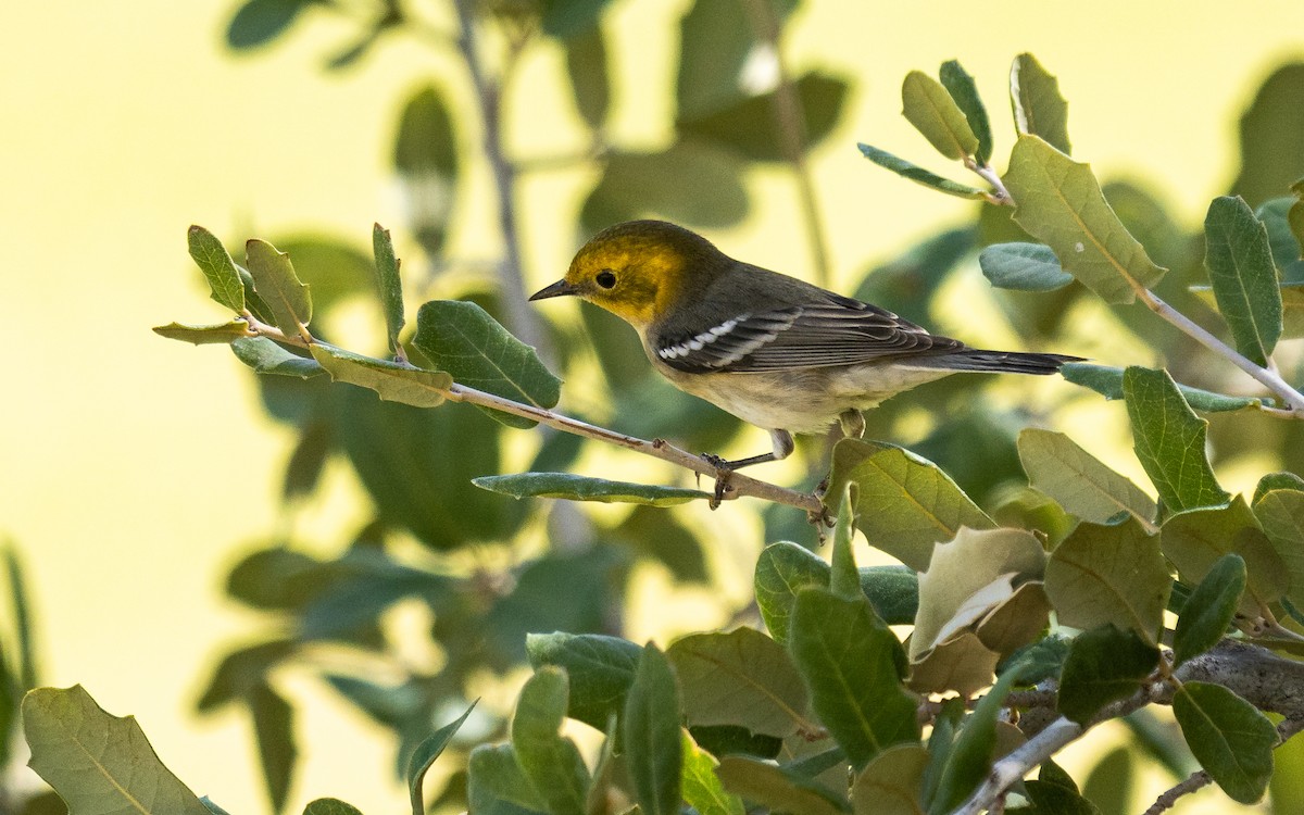 Hermit Warbler - ML609153746