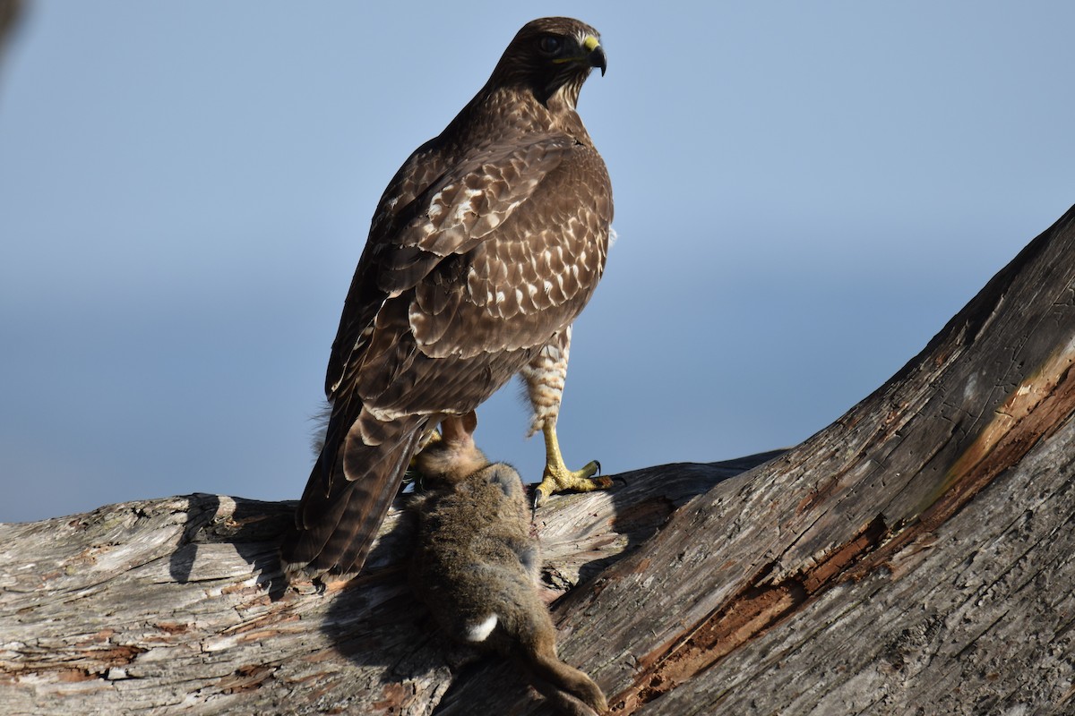 Rotschwanzbussard - ML609153800