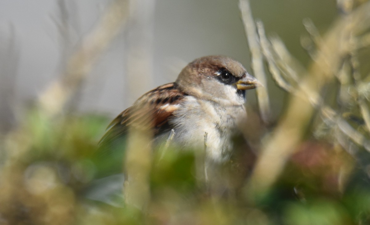 House Sparrow - ML609153810