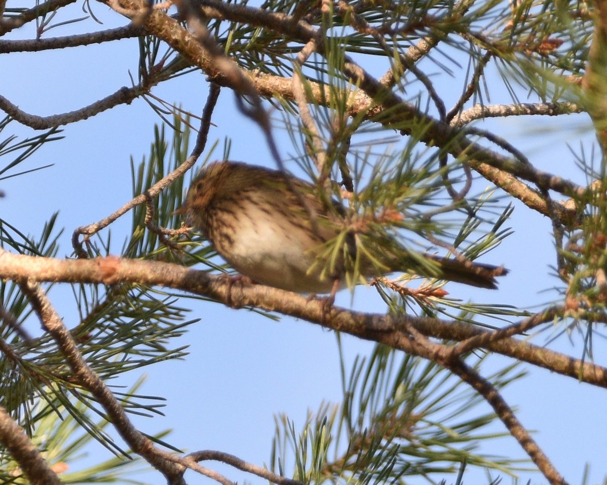 Lincoln's Sparrow - ML609153927