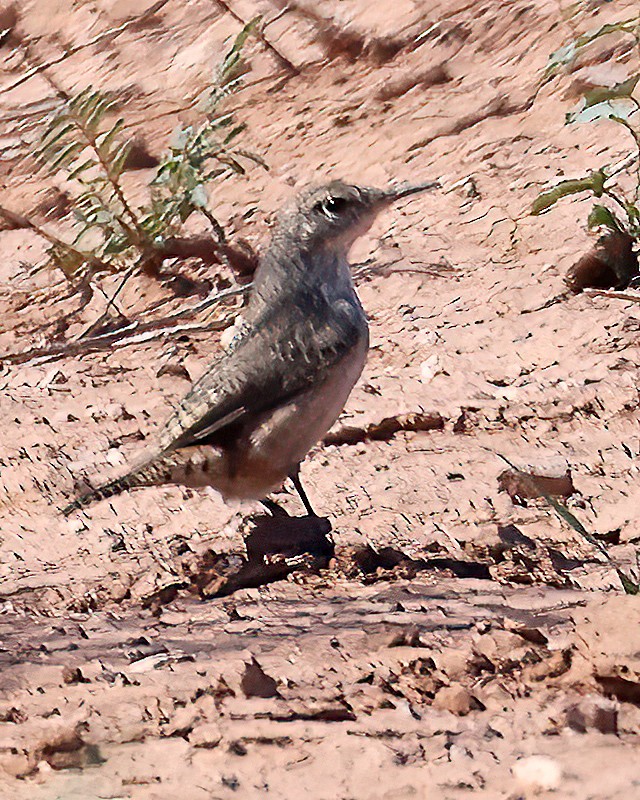 Rock Wren - ML609153987