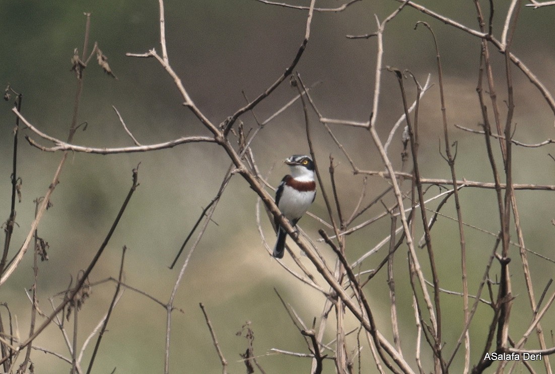 Western Black-headed Batis - Fanis Theofanopoulos (ASalafa Deri)