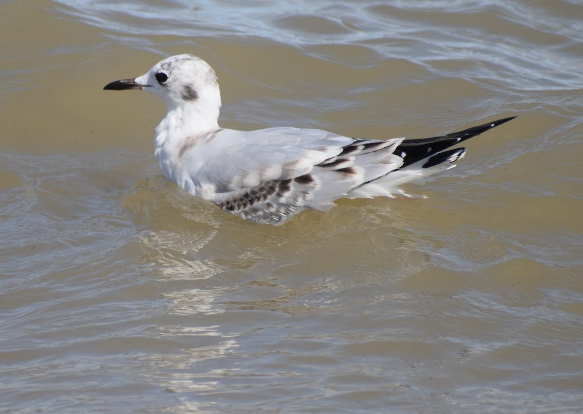 Bonaparte's Gull - ML609154134