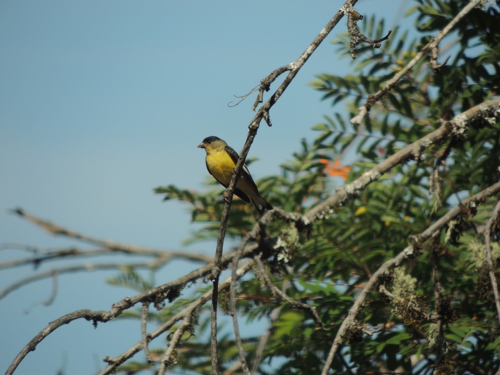 Lesser Goldfinch - Zev Doll-Schmitz