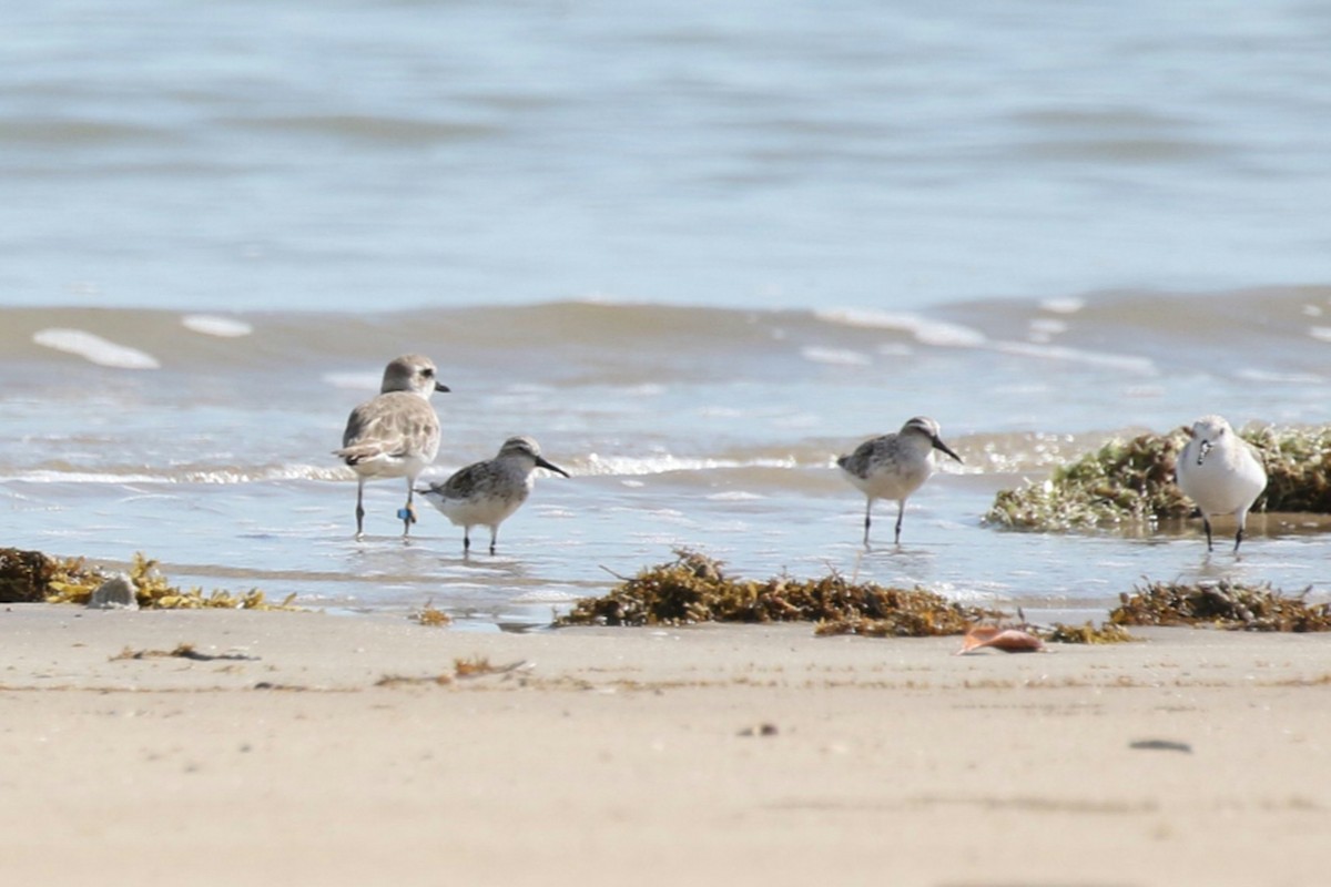 Broad-billed Sandpiper - ML609154182