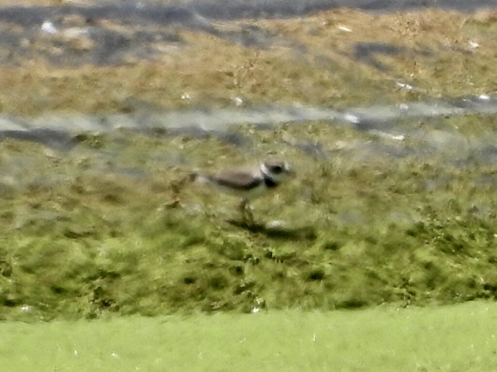 Semipalmated Plover - ML609154190