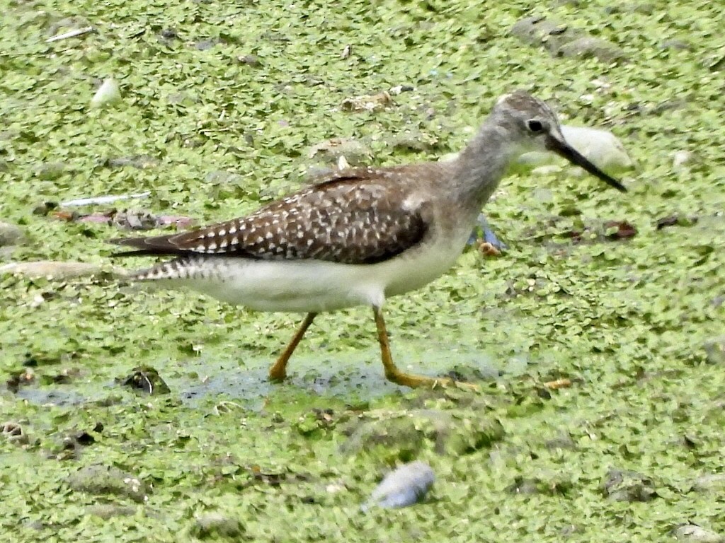 Lesser Yellowlegs - ML609154199