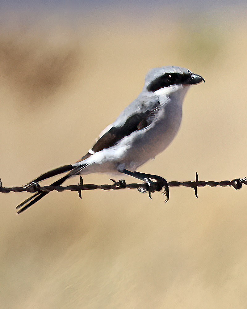 Loggerhead Shrike - ML609154208