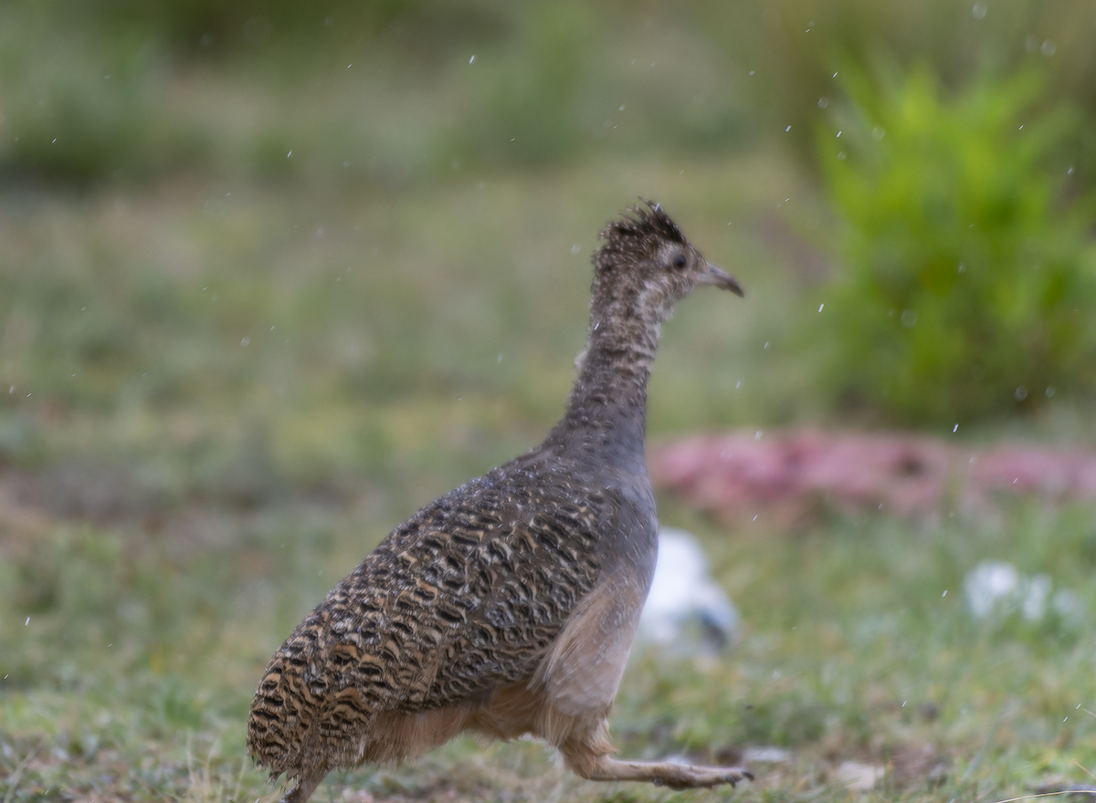 Ornate Tinamou - ML609154313