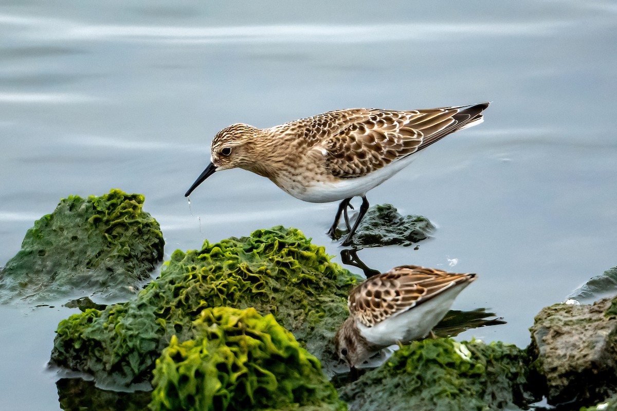 Baird's Sandpiper - ML609154316