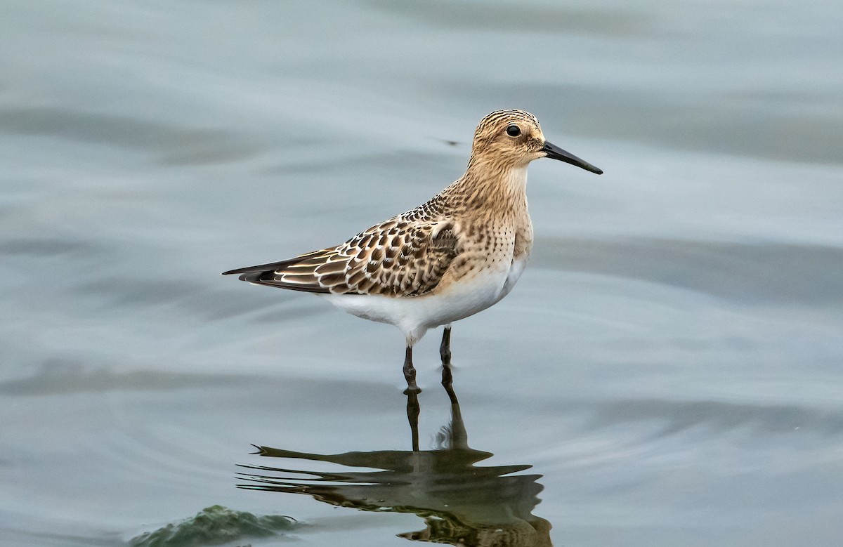 Baird's Sandpiper - ML609154317