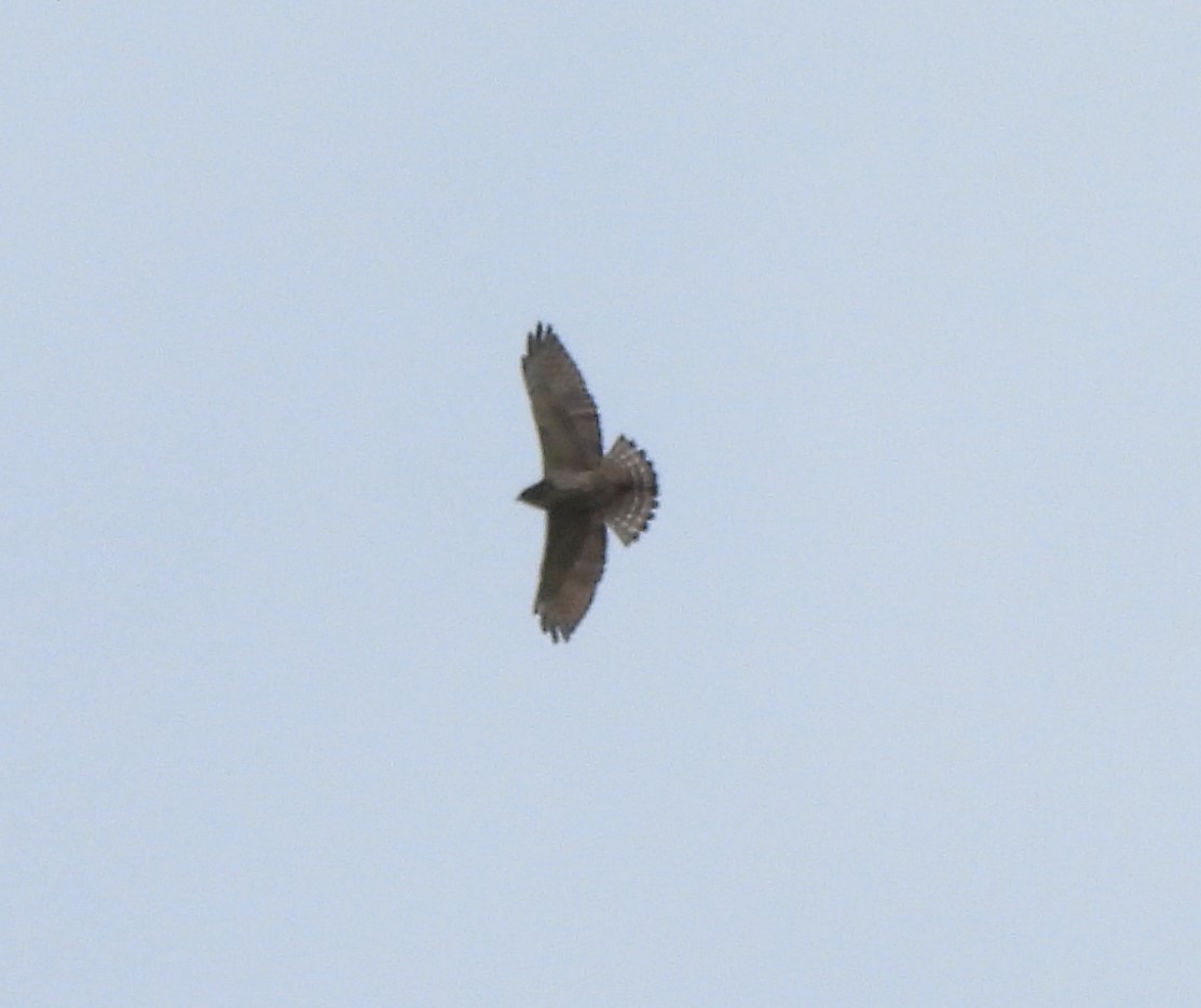 Broad-winged Hawk - ML609154341