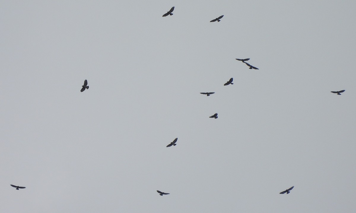 Broad-winged Hawk - ML609154345