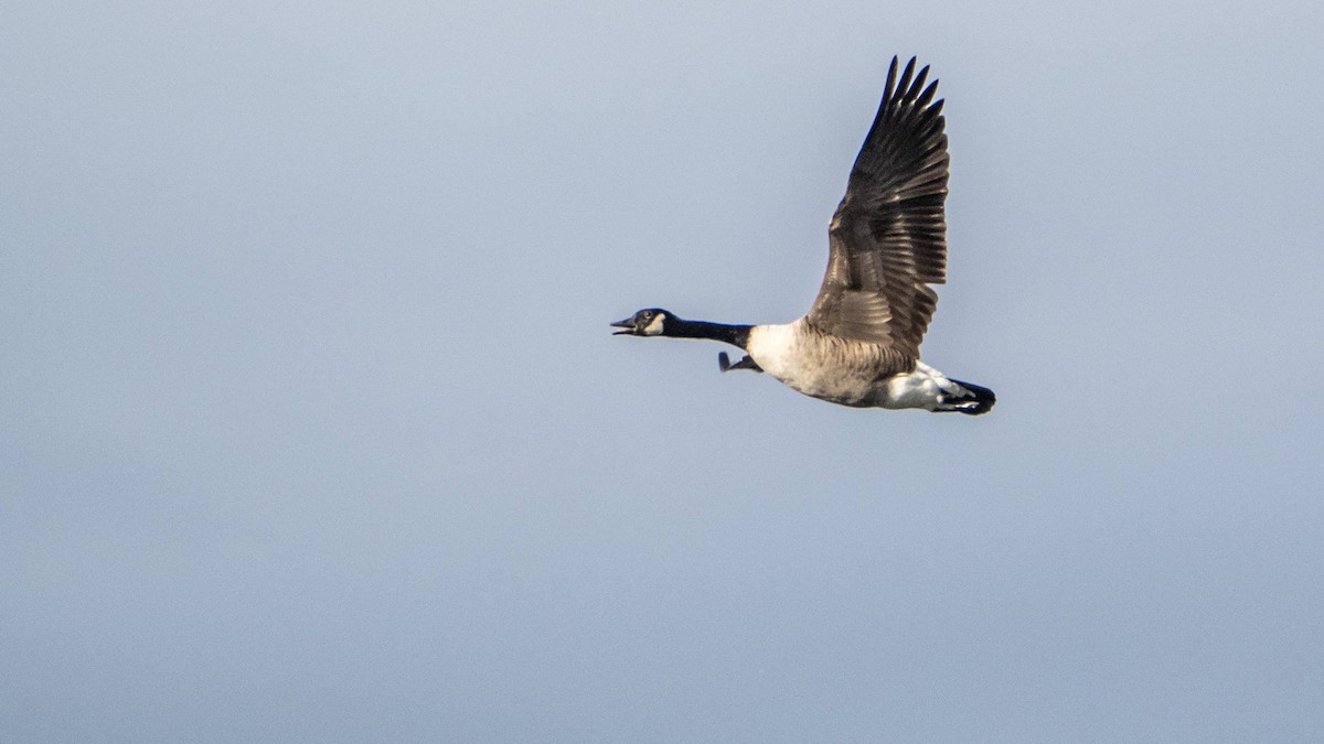 Canada Goose - Matt M.