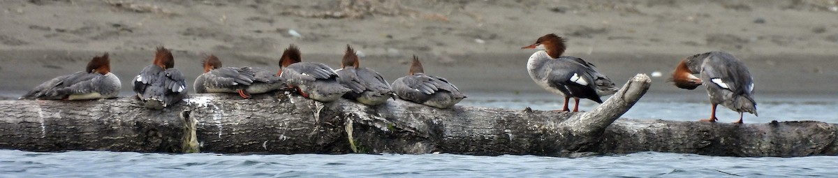 カワアイサ（americanus） - ML609154409