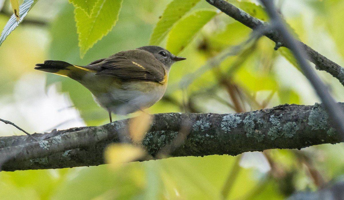 American Redstart - ML609154425