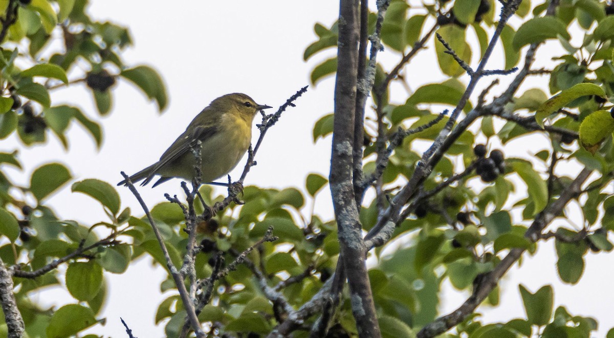 Tennessee Warbler - ML609154438