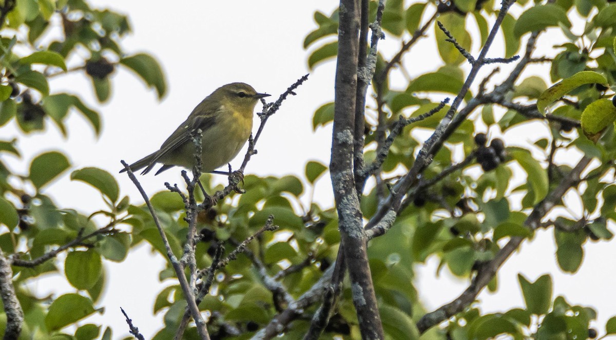 Tennessee Warbler - ML609154439