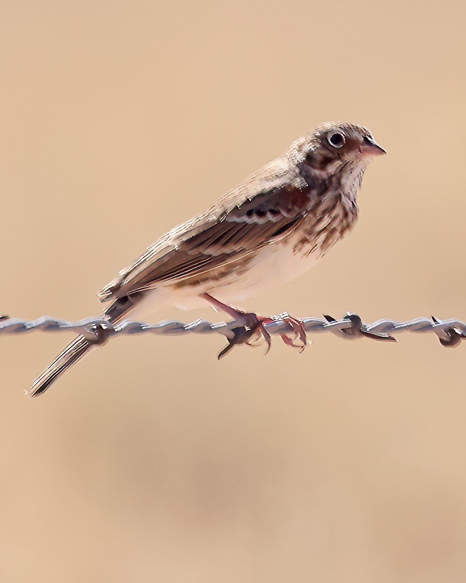 Vesper Sparrow - ML609154532