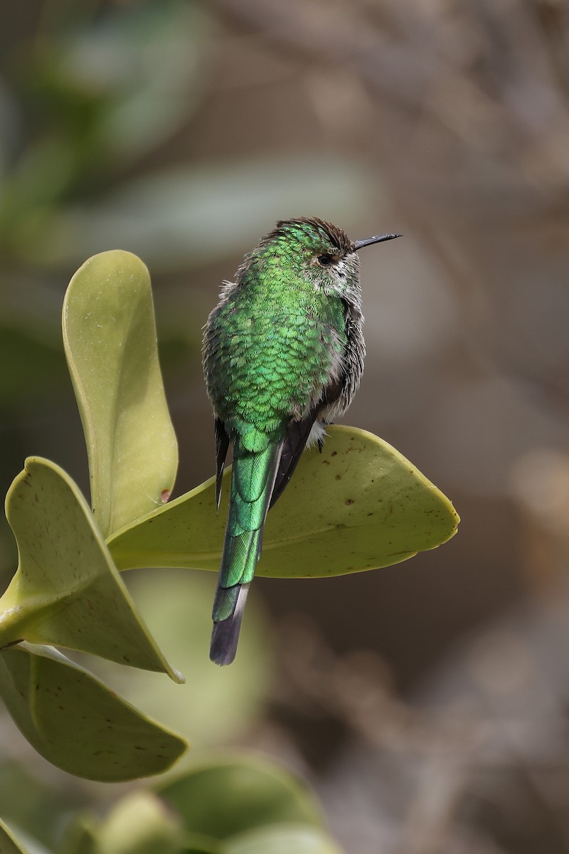 Green-tailed Trainbearer - Manuel Roncal