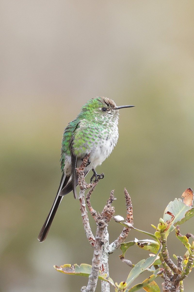 Green-tailed Trainbearer - Manuel Roncal