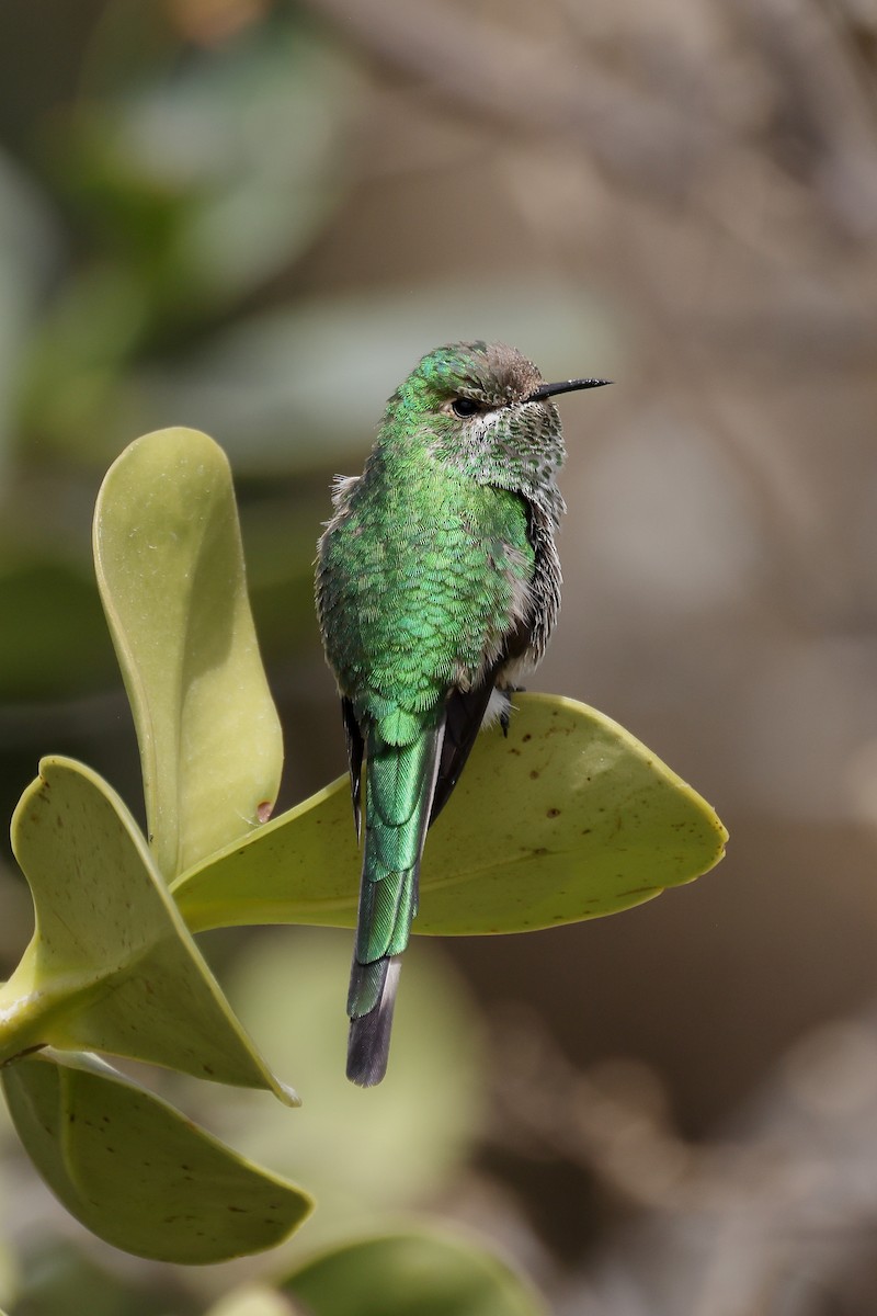 Green-tailed Trainbearer - ML609154545