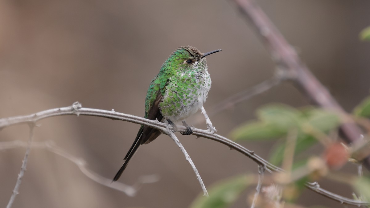 Green-tailed Trainbearer - ML609154547