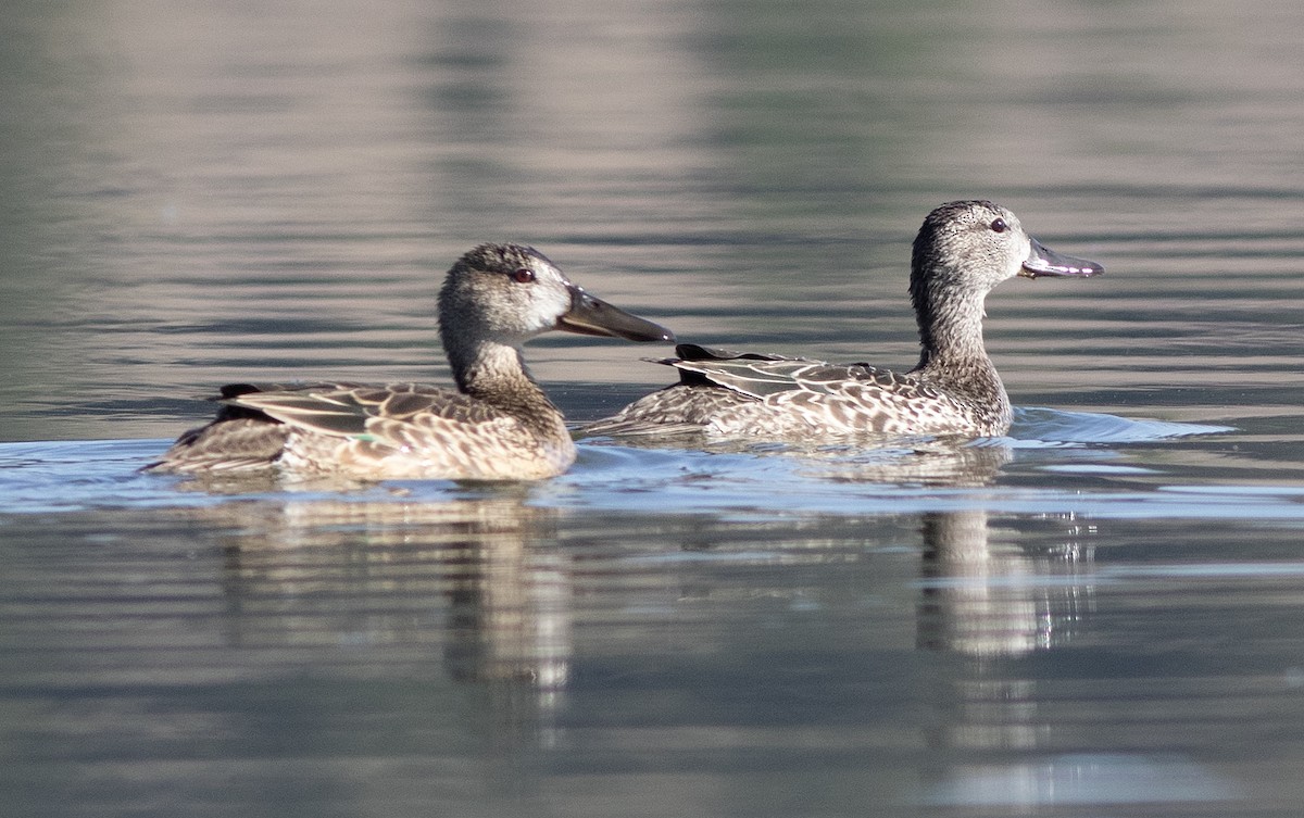 Cinnamon Teal - Alan Burger