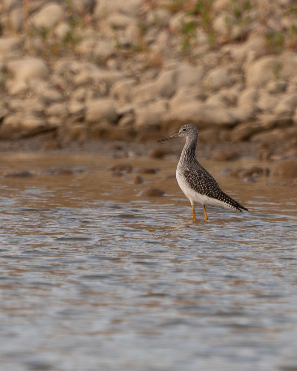 Greater Yellowlegs - Nathan Thokle