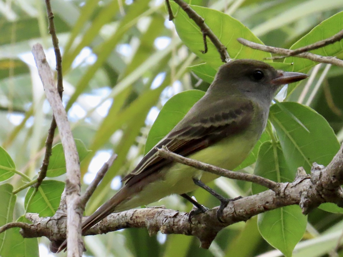 Great Crested Flycatcher - ML609154701