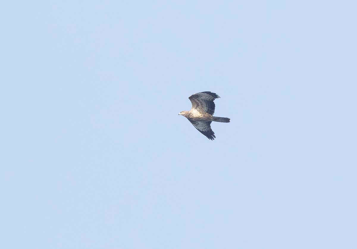 European Honey-buzzard - ML609154711