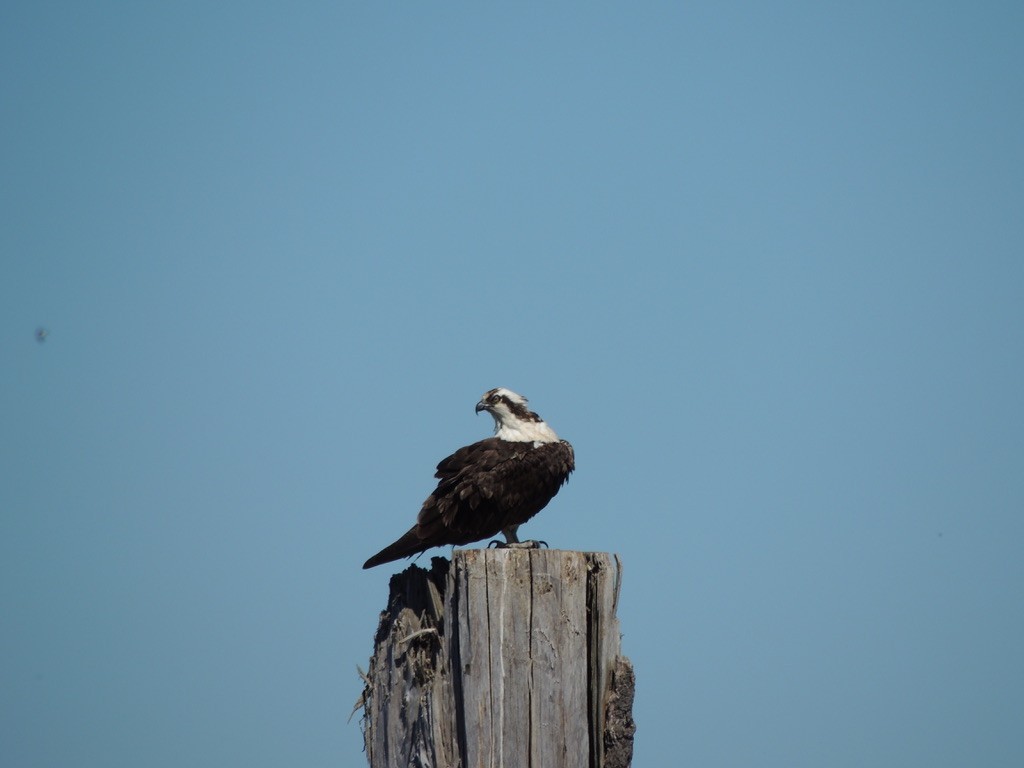 Osprey - ML609154750