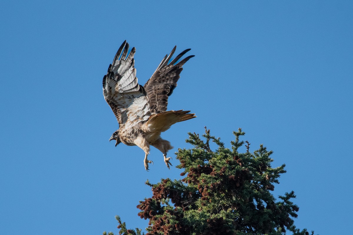 Red-tailed Hawk - ML609154764