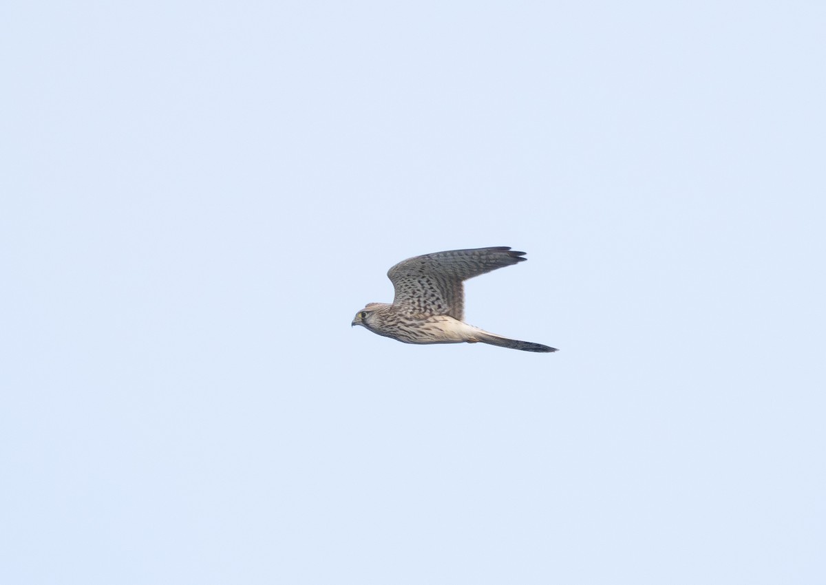 Eurasian Kestrel - ML609154846