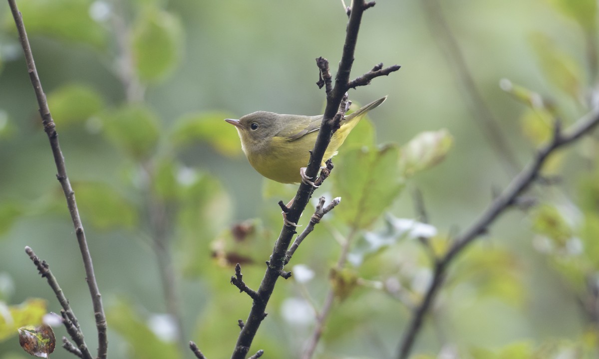 Mourning Warbler - ML609154863