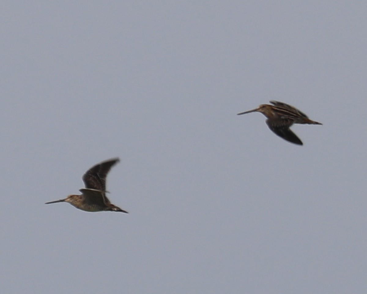 Wilson's Snipe - ML609154888