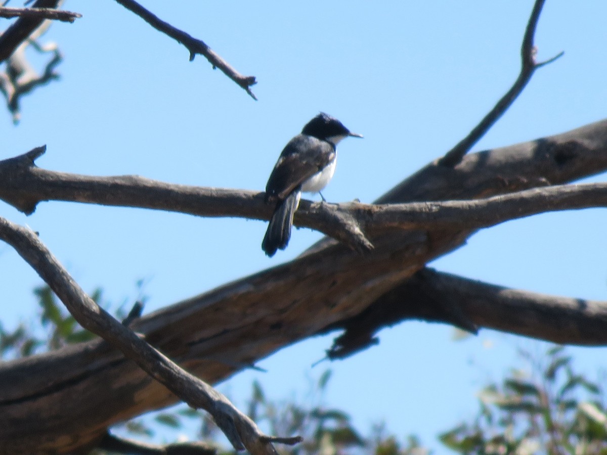 Restless Flycatcher - ML609154890