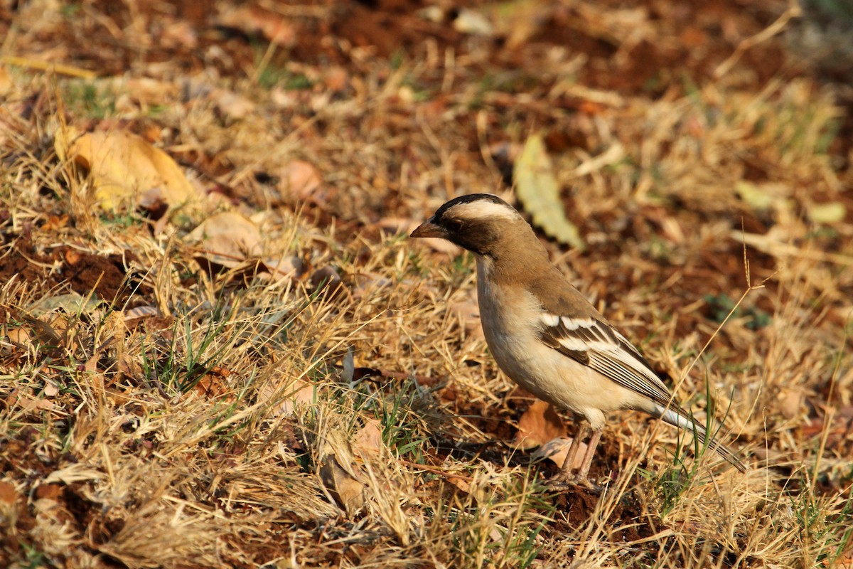 White-browed Sparrow-Weaver (White-breasted) - ML609154894