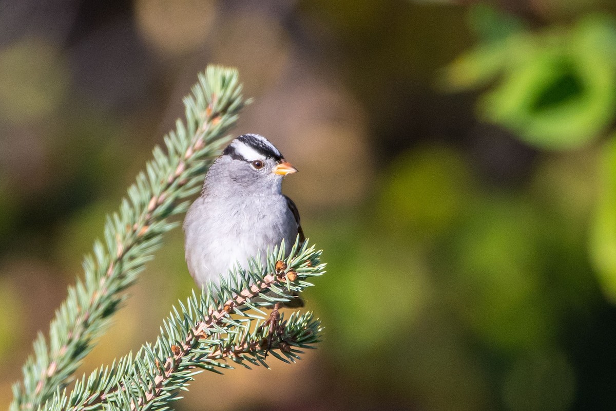 White-crowned Sparrow - ML609154895